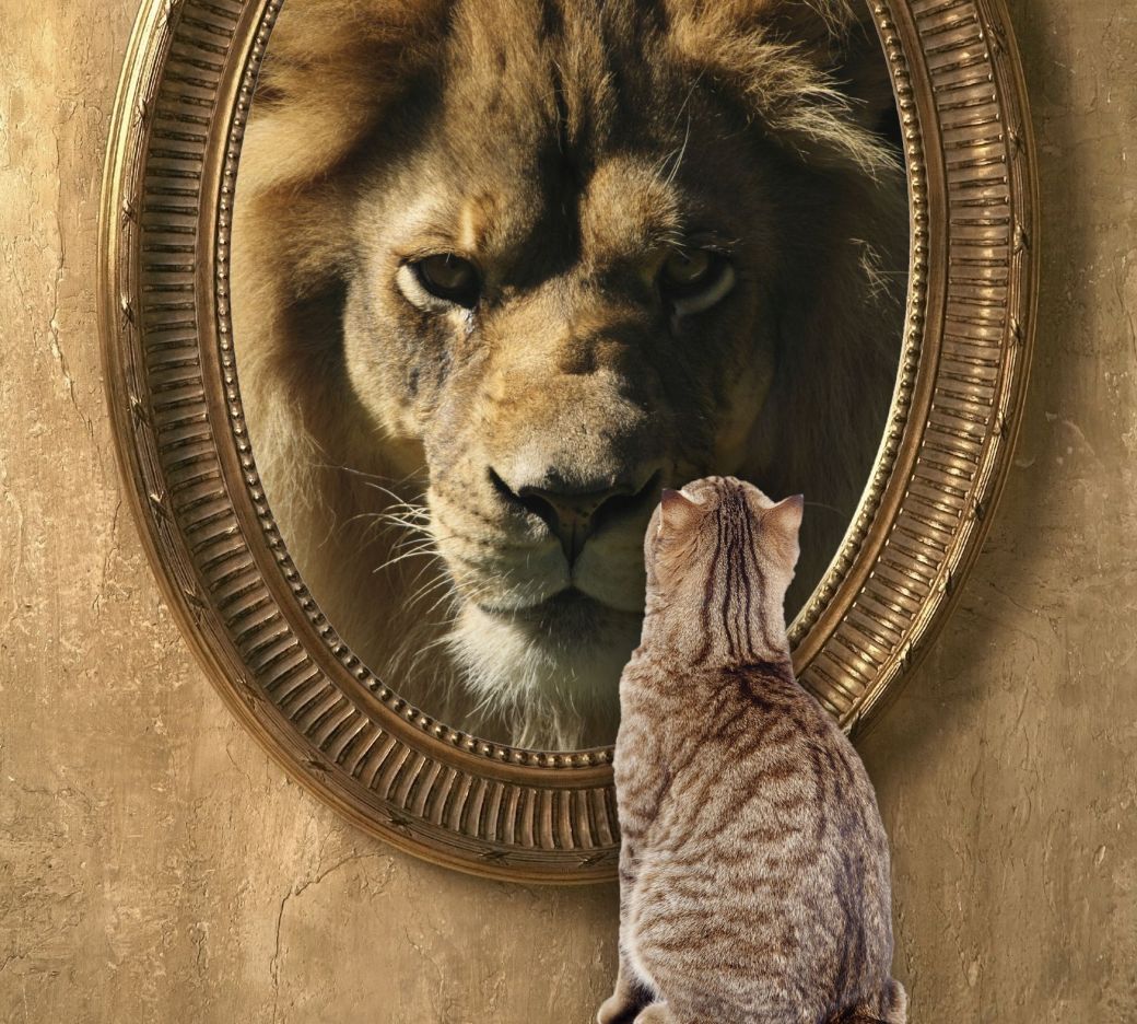 Lion in mirror